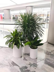 探寻宁波海曙植物租赁价格的奥秘